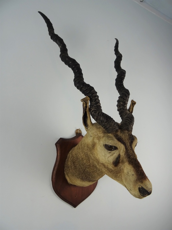 EDWARD GERRARD & SONS TAXIDERMY BLACKBUCK TROPHY HEAD